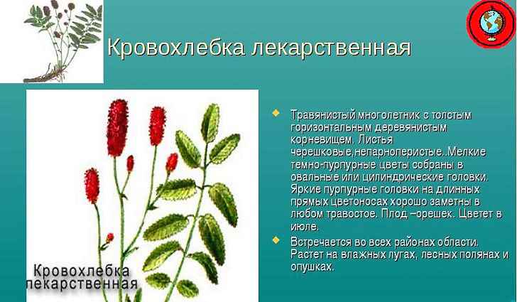 Ботаническое описание кровохлебки