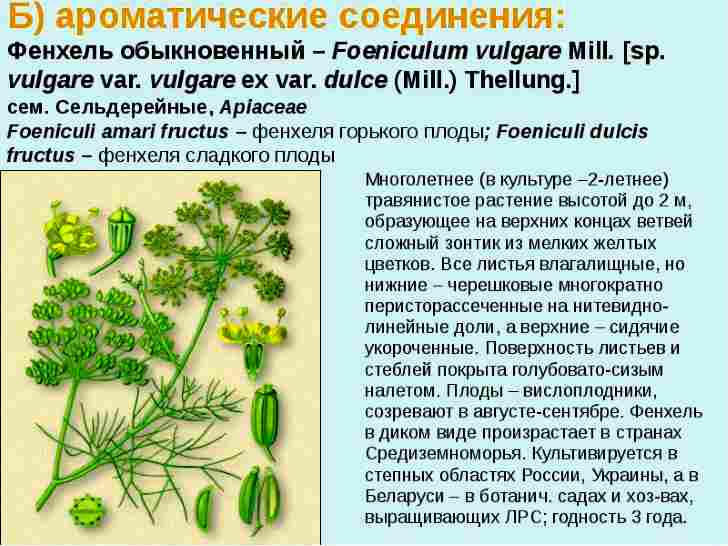 Ботаническое описание растения