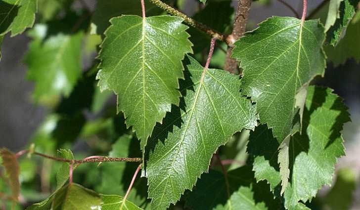 Березовые листья для компресса на больные суставы