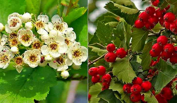 Цветы и плоды боярышника в рецепте от тахикардии