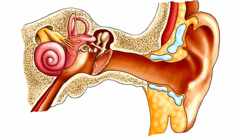 Чем лечить отит уха у взрослых. Антибиотики и капли