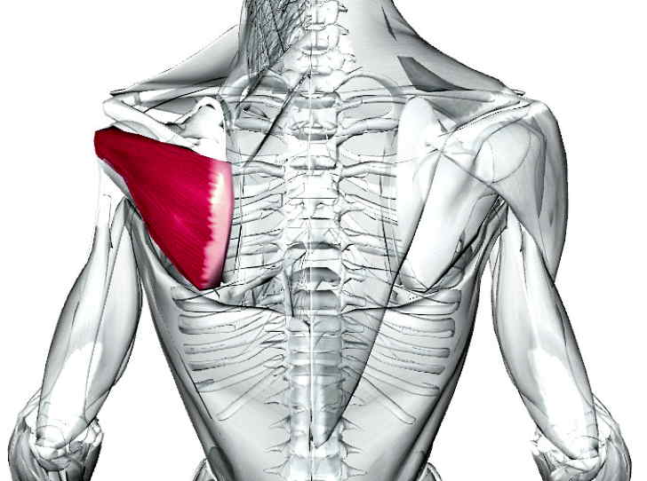 Воспаление подостной мышцы спины