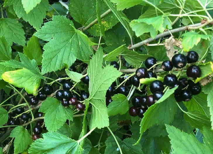 Листья и плоды черной смородины